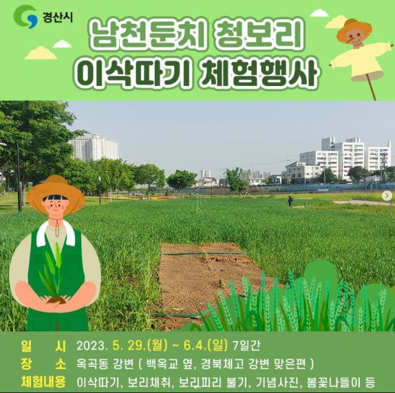 경산시 남천둔치 청보리 이삭따기 체험 행사 홍보문 *재판매 및 DB 금지