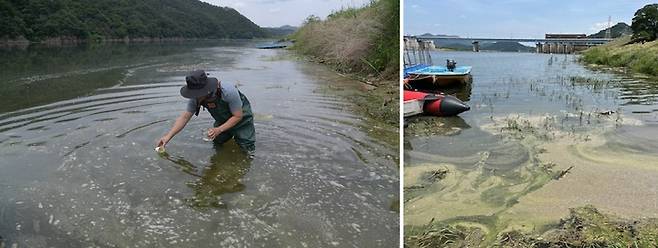 [부산=뉴시스] 낙동강 합천창녕보, 창녕함안보에서 발견된 녹조띠 (사진=낙동강네트워크 제공) *재판매 및 DB 금지