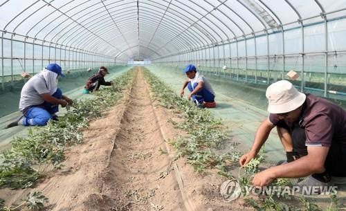 영농철 일손 돕는 우즈벡 계절근로자들 [연합뉴스 자료사진] ※ 위 사진은 본문과 직접적 관련 없음