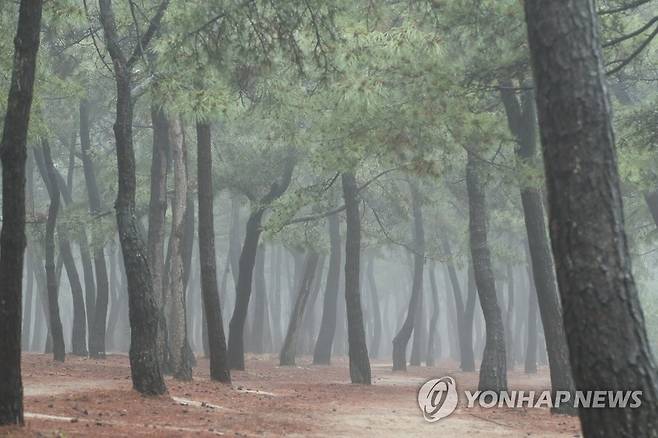 연출자는 바다 안개…몽환적 강릉 송정 솔밭 (강릉=연합뉴스) 유형재 기자 = 29일 강원 동해안에 바다 안개가 유입되면서 가시거리 200m 미만의 매우 짙은 안개가 낀 가운데 강릉시 송정동 솔밭이 몽환적인 장면을 연출하고 있다. 2023.5.29 yoo21@yna.co.kr