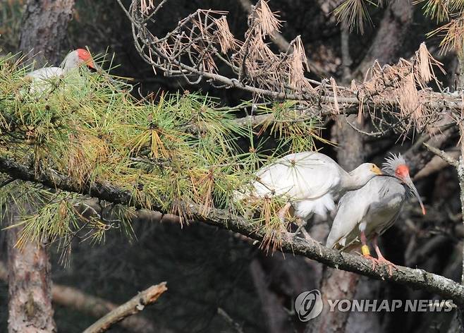 둥지 떠난 새끼 따오기 (창녕=연합뉴스) 지난 4월에 부화해 최근 스스로 날갯짓을 해 둥지를 떠나는 데 성공한 새끼 따오기(노란색 뺨)가 지난 27일 어미 따오기(붉은 뺨)와 함께 나뭇가지에 앉아 있다. 2023.5.30 [창녕군 제공. 재판매 및 DB 금지] seaman@yna.co.kr