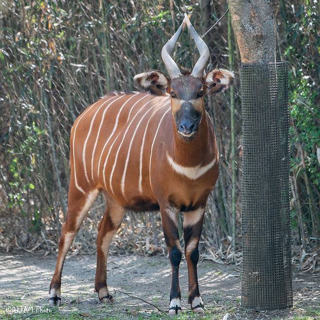신시내티 동물원에서 살고 있는 봉고 암컷 '스티비'. 올해 초 남편상을 당한 그는 뱃속에 고이 품은 새끼를 조만간 세상에 내보낼 예정이다.  /Cincinnati Zoo and Botanical Garden