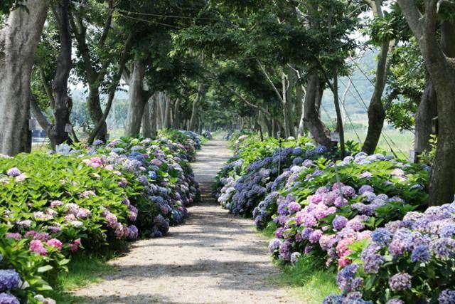 도초도 팽나무 10리길 '환상의 정원'. 6월 중순부터 수국이 만개할 것으로 보인다. 신안군청 제공