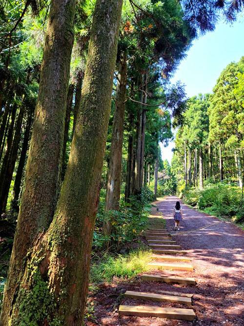 치유의 숲 '엄부랑숲길' 최현태 기자