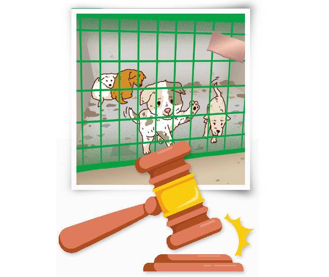 경기 양평군에서 개 1256마리를 아사(餓死) 시킨 혐의로 구속 기소된 60대 A 씨에게 5월 11일 법정 최고형인 징역 3년이 선고됐다. [GETTYIMAGES]