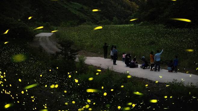 사진설명 : 청정 무주를 상징하는 반딧불이가 야간에 비행하고 있는 모습.