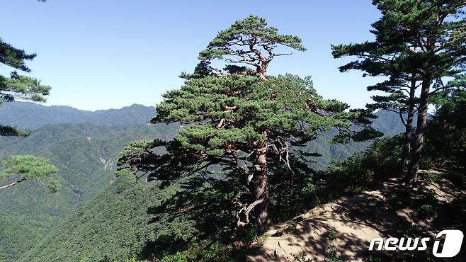 국가산림문화자산-울진 소광리 대왕 소나무. (산림청 제공)/뉴스1