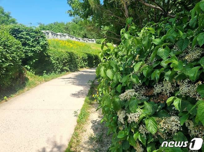 서울 종로구 한양도성성곽길 가막살나무