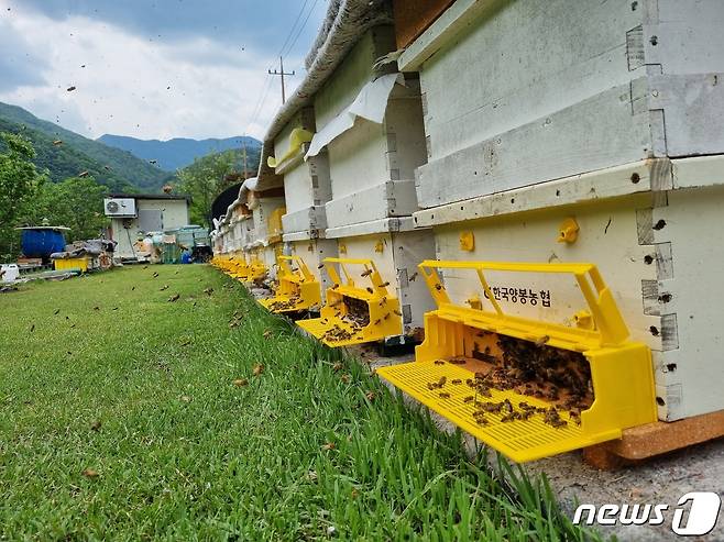 경남도는 1일 봄철 도내 양봉농가 꿀벌 사육동향 조사를 통해 평시 꿀벌 사육군수의 62%까지 꿀벌 사육규모를 회복했다고 밝혔다. 사진은 경남 하동군의 한 양봉농가 모습.(경남도 제공)