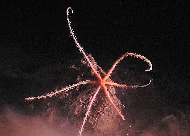 태평양 클라리온-클리퍼턴 해역(CCZ) 해저에서 발견된 심해 생물. /SMARTEX PROJECT