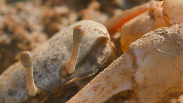 수라갯벌에서 살고 있는 흰발농게. 미디어나무 제공