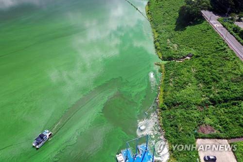 작년 8월 4일 낙동강 창녕함안보에 발생한 녹조. [연합뉴스 자료사진]