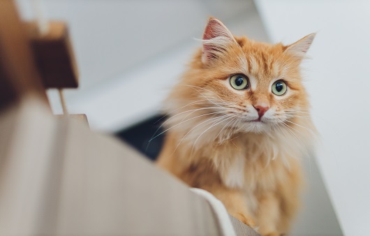 고양이 구내염은 묘생에 심각한 문제를 야기한다ㅣ출처: 게티이미지뱅크