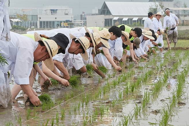 제1회 신정호 아트밸리 에코 농파크 페스티벌 전통 손 모내기 체험행사 장면