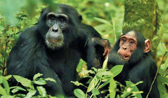 젊은 침팬지 수컷(왼쪽)이 엄마를 잃은 동생을 자신의 새끼처럼 보살피고 있다. 침팬지가 국제 학술지 '사이언스'는 영장류의 유전체를 이용한 최신 연구 성과를 소개하는 특별호를 1일 발간했다. 지금까지 가장 큰 규모의 영장류 유전체 연구로, 인간과 관련성이 큰 영장류의 유전적 특징이 새롭게 밝혀졌다. /미 미시건대