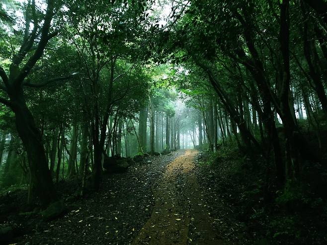 서귀포 치유의 숲