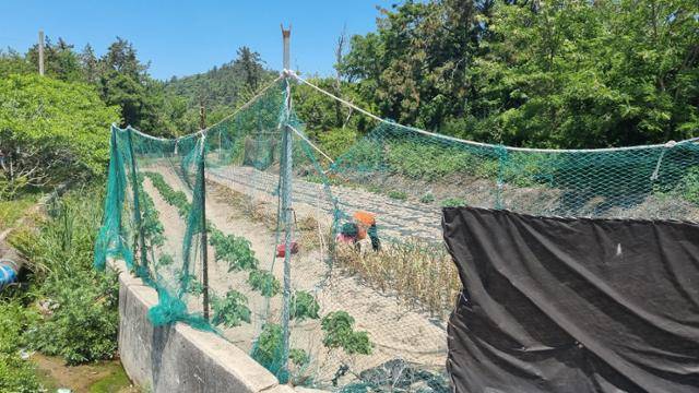 전남 영광 안마도에 거주하는 한 주민이 사슴 피해를 막기 위해 그물망을 쳐 놓은 채 농사를 짓고 있다. 영광=김진영 기자