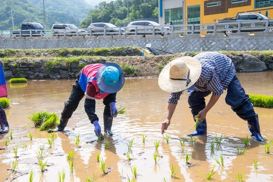 2일 경북 울릉군 서면 태하리 논에서 농민들이 모내기를 하고 있다. 울릉도에서 모내기가 이뤄진 것은 36년 만이다. 사진 울릉군