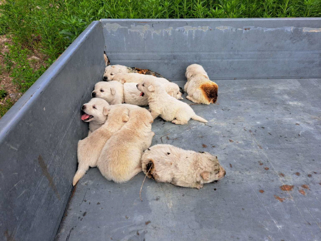 ▲ 횡성군 공근면 모 주택에서 화재현장에서 강아지 12마리가 극적으로 구조됐다. 강아지 일부는 화상을 입어 인근병원에서 치료를 받고 있다.