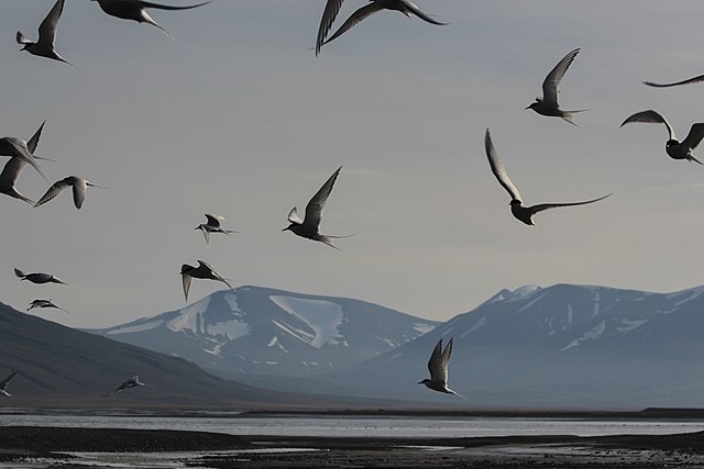 <마이그레이션>은 작중 세상에 남은 마지막 야생 동물인 북극제비갈매기 여정을 따라간다. 사진은 북극제비갈매기의 비행 모습.  위키미디어 공용