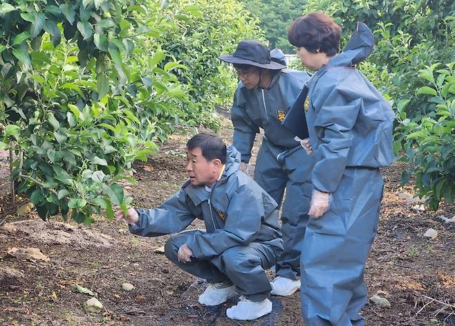 [증평=뉴시스] 강신욱 기자 = 이재영 충북 증평군수가 3일 과수화상병이 발생한 과수원 현장을 방문해 상황을 살펴보고 있다. (사진=증평군 제공) 2023.06.03. photo@newsis.com *재판매 및 DB 금지