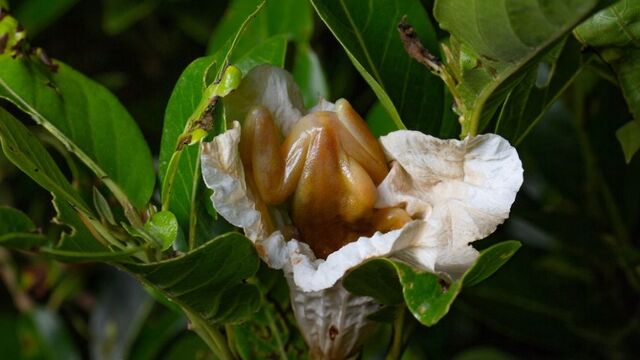 브라질에 주로 서식하는 ‘브라질 청개구리’가 꽃가루 운반 역할을 할 거라는 연구결과가 나왔다. 사진은 브라질 청개구리가 꽃속에 머리를 처박고 꿀을 먹고 있는 모습. Carlos Henrique de-Oliveira-Nogueira