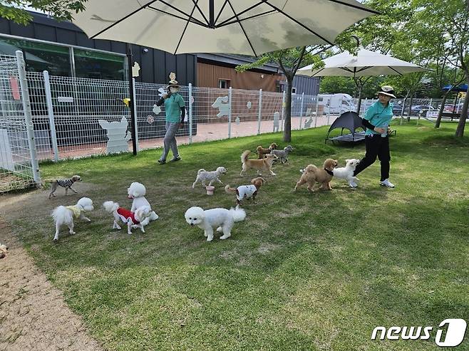 순천만정원박람회 반려견 놀이터에서 뛰어놀고 있는 반려견들. 뉴스1 DB