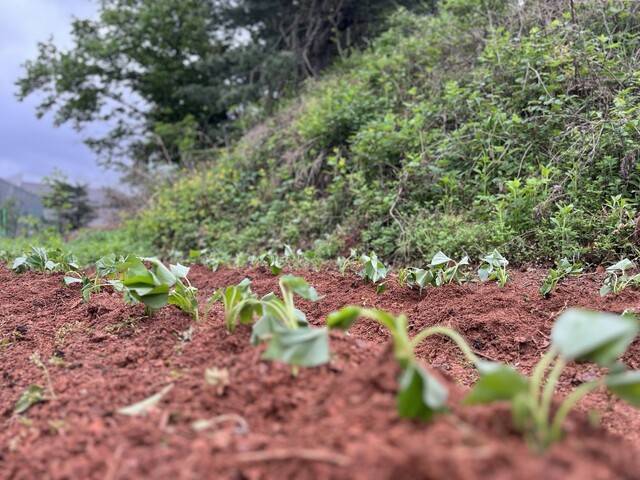 5월5일 추적추적 내리는 비를 맞으며 고구마 순을 심었다.