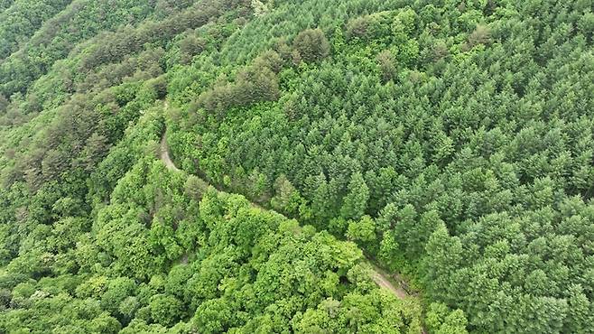 인제 자작나무숲 드론샷. 사진제공|트래블팀