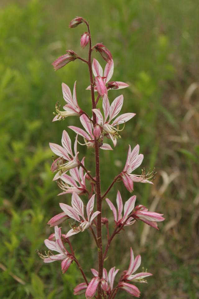 백선(Dictamnus dasycarpus). 한반도를 비롯하여 중국 동북부 지방과 극동 러시아와 몽골 일대에 산다. 언제부터인가 백선 뿌리로 담근 ‘봉(황)삼주’가 강장제라는 말이 미신처럼 떠돌기 시작하며 국내 자생지에서 무단 채취가 꾸준히 일어나고 있다. 백선의 꽃은 아름답고 신비롭고 어딘가 모르게 신령스러운 느낌이 감돈다. 레몬과 오렌지와 박하와 계피를 버무린 야릇한 향기도 난다. 불을 만나면 꽃대가 파르르 타오르는 요술까지 부린다. 이하 사진은 허태임 작가 제공