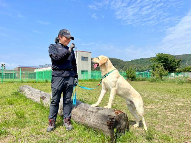 1일 인천 영종도 내 위치한 관세청 탐지견훈련센터 초지훈련장에서 민간분양 대상견인 '에반'이 남혜원 사회화훈련담당의 "기다려"란 말을 듣고 가만히 서 있다. 영종도=변태섭 기자