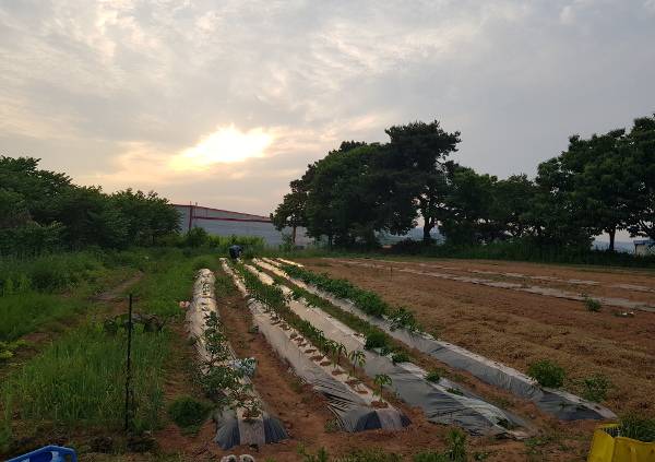 그룹 여행스케치의 리더 조병석씨가 어린 시절 뛰어놀았던 논두렁 밭두렁.