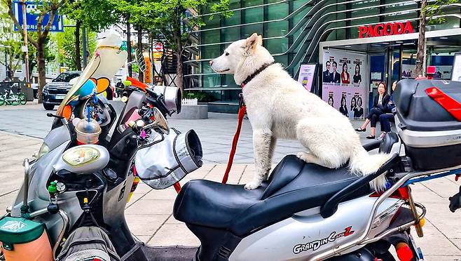거리에 세워져 있는 오토바이 안장에 사람이 아닌 커다란 개가 앉아 있습니다. 어디론가 떠날 듯 기대에 찬 표정입니다. 이충우 기자