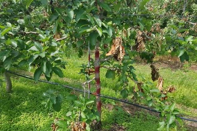 과수화상병. 연합뉴스