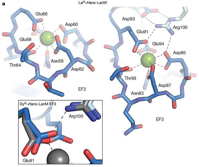 유럽 참나무의 싹에서 찾은 박테리아의 란모듈린 단백질은 가벼운 희토류인 란타넘 이온(LaⅢ. 녹색 공)은 꼭 붙잡지만(위) 무거운 희토류인 디스프로슘 이온(DyⅢ. 회색 공)은 그러지 못해(아래) 둘을 분리할 수 있다. 네이처 제공
