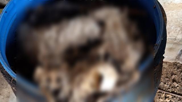 지난 3월, 경기 양평군에서 1,200여마리의 개들의 사체가 발견된 현장. 사체 중 일부는 두개골이 드러날 정도로 백골화가 진행됐다. 양평 개 대량학살사건 주민대책위 제공
