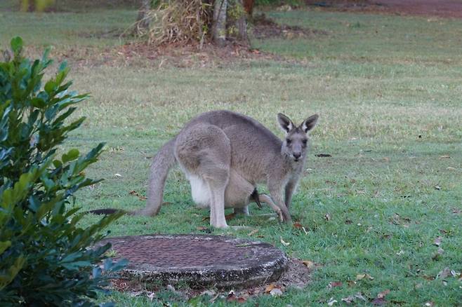 객실 앞 들판에서 만난 캥거루. /사진= 강예신 여행+ 기자