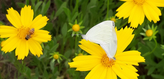 2019년 5월30일 서울 용산 대통령실 뒤뜰 비밀정원 무궁화동산 인근 큰금계국에 배추흰나비와 벌이 꿀을 빨고 있다.