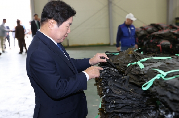 공영민 군수가 초매식에 참석해 청정해역에서 생산된 고흥 건다시마 품질을 살펴보고 있다.