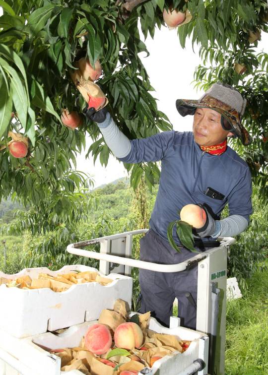농부가 하늘작 복숭아를 수확하고 있다 . 사진=충주시 제공