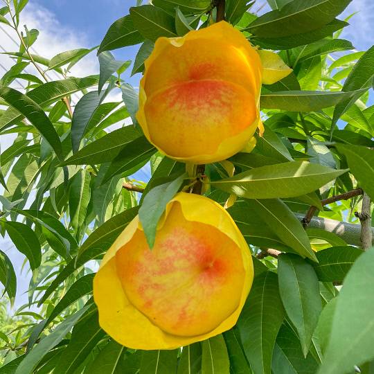 하늘작 복숭아. 사진=충주시 제공