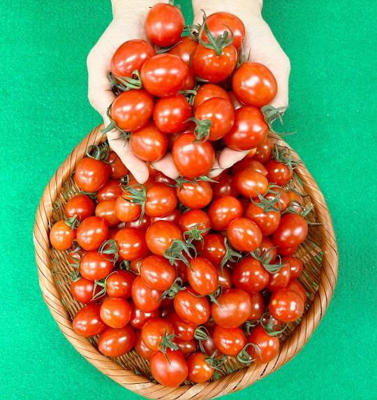 GAP 인증과 군 농·특산물 공동브랜드인 '예가정성' 인증을 받은 농산물로 자체 관리기준에 따라 9브릭스(BRIX) 이상이며 공동선별과 상품화 과정 등을 거쳐 출하되고 있는 에산군 대추방울토마토.사진=예산군 제공