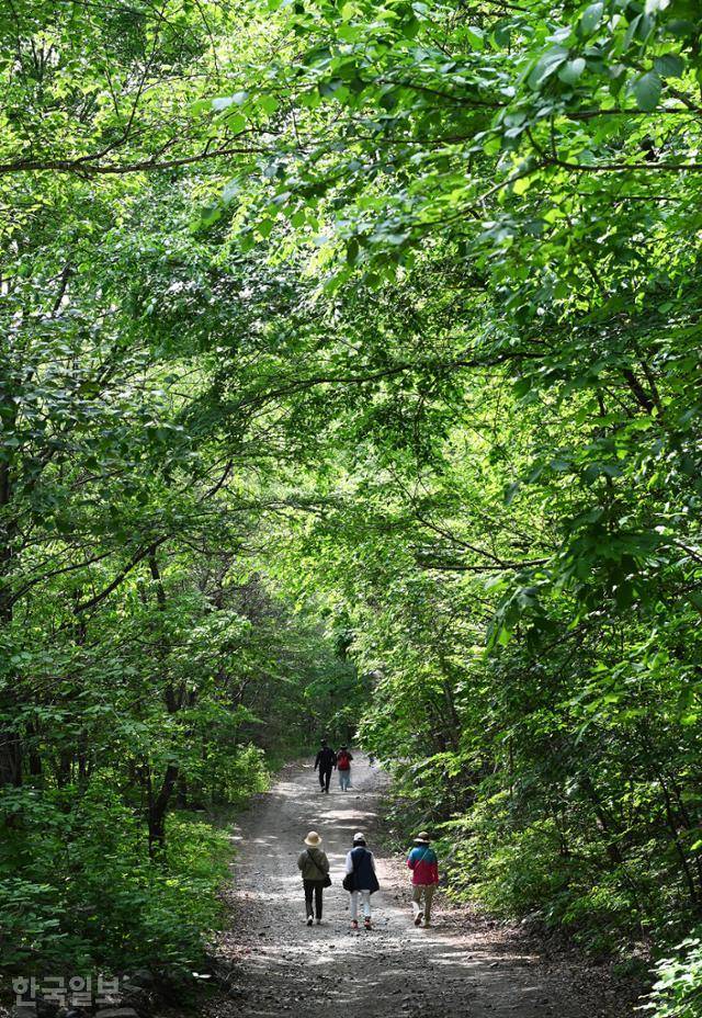 해산령에서 비수구미마을로 가는 길 양편으로 온갖 활엽수가 우거져 원시림을 형성하고 있다.