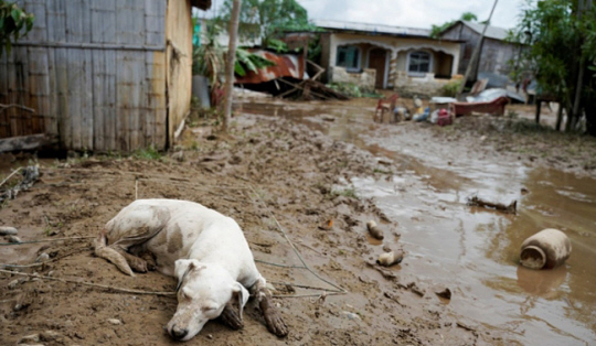 5일(현지 시간) 에콰도르 에스메랄다스 한 주택가에서 개 한 마리가 폭우에 밀려온 토사 위에 엎드려 쉬고 있다. 로이터·연합뉴스