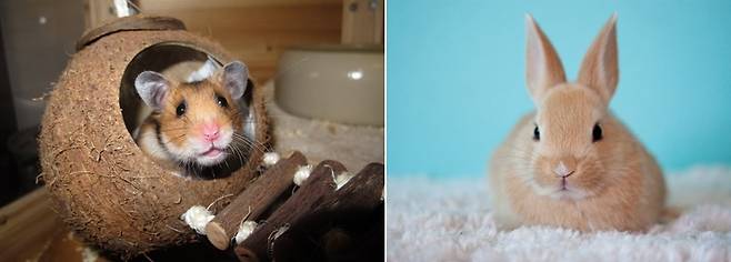 [서울=뉴시스] 짧은 수명에 비해 천문학적인 의료비가 드는 햄스터 *기사 본문과는 무관한 사진 2023.06.07. *재판매 및 DB 금지