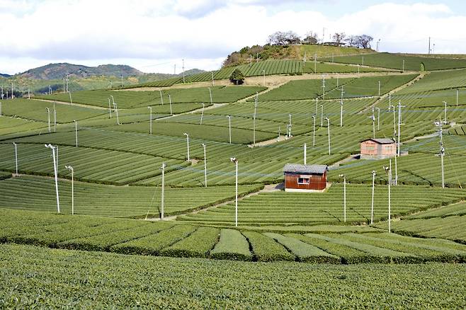야메 중앙 대다원. 야메시에서는 규슈에서 최고로 손꼽히는 녹차가 생산된다