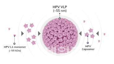 VLP 플랫폼이 적용된 HPV백신 구조. (사진=포스백스)
