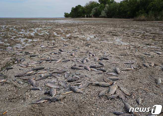 6일 카호우카 댐 폭파로 저수지가 바닥나자 물고기가 대거 폐사했다. ⓒ 로이터=뉴스1 ⓒ News1 박형기 기자