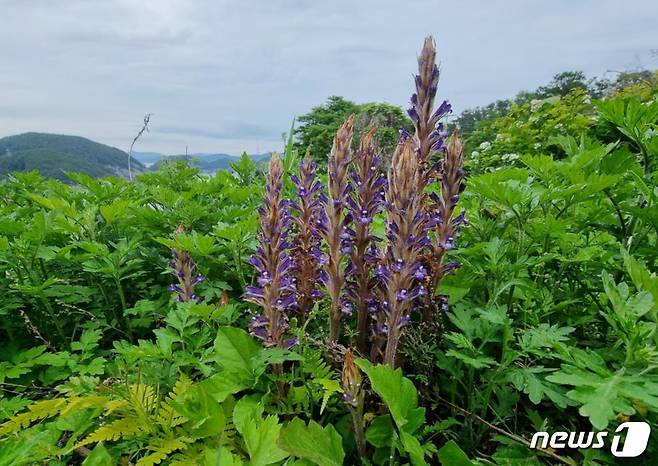 한려해상국립공원 도서지역에서 발견된 백양더부살이.(국립공원공단 한려해상국립공원동부사무소 제공)