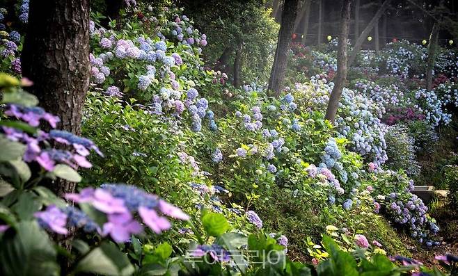 부산 태종대 수국